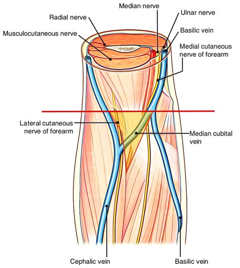 Cubital Fossa Anatomy – Earth's Lab