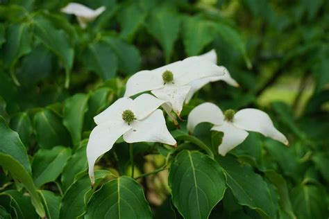 How to Grow and Care for Flowering Dogwood Trees