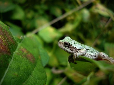 grass frog / photo by malenkii Frogs, Random, Pins, Summer, Photos, Animals, Collection, Design ...