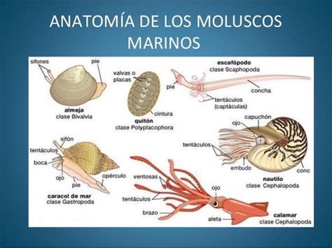 MOLUSCOS – INFORMACIÓN FAUNA Y ECOSISTEMA