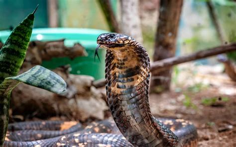 40 King Cobra Facts Explaining Its Fierceness in the Wild - Facts.net