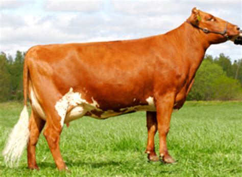 Swedish Red Cattle: Origin, Characteristics, Uses, Photo