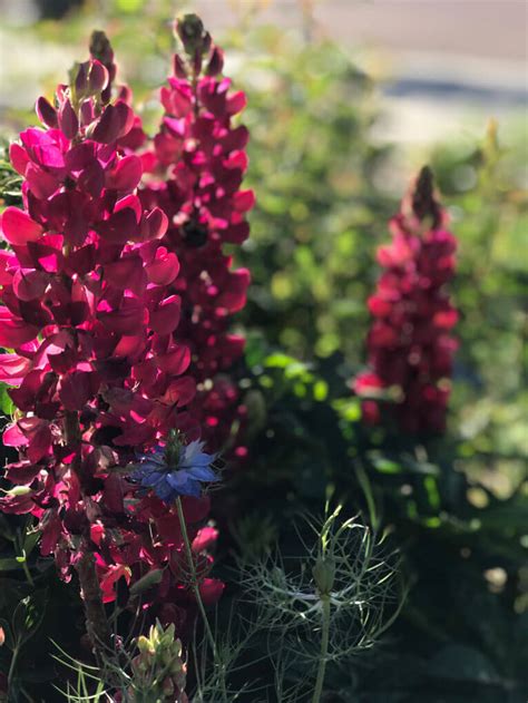 growing-flowers-colorado-springs | Maria Arefieva