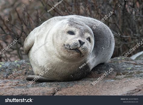 2,129 Earless Seals Images, Stock Photos & Vectors | Shutterstock