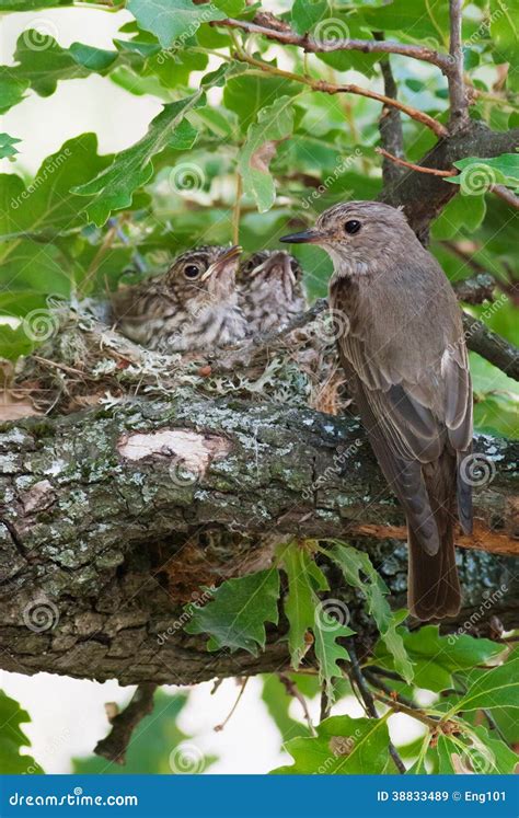 Spotted Flycatcher at Nest with Chicks Stock Image - Image of bird, nestlings: 38833489