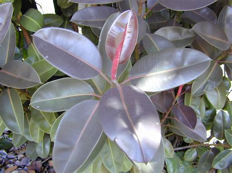 18 Great Rubber Tree Varieties to Grow Indoors or Outdoors - ProGardenTips