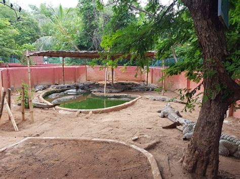 Guindy Snake Park (Chennai (Madras)) - 2020 All You Need to Know BEFORE You Go (with Photos ...