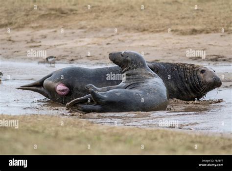 grey seals after mating Stock Photo - Alamy