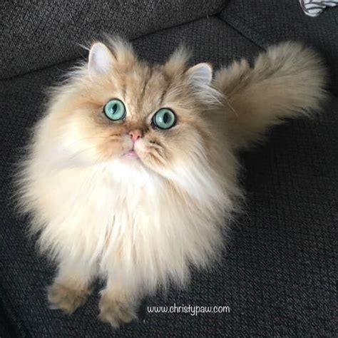 Doll Face Persian kittens For Sale - CHRISTYPAW PERSIANS