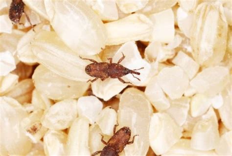 Weevils - Types (Flour, Rice, Wheat), Infestation, Pictures