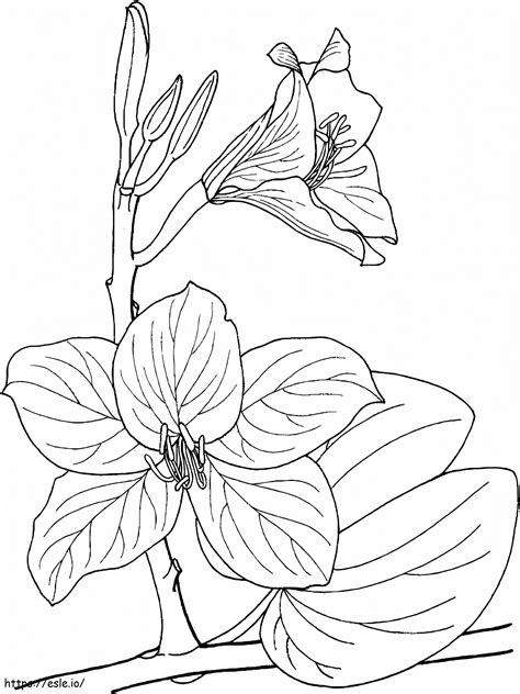 Pretty Orchids coloring page