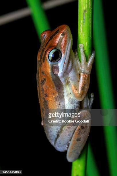 Green Tree Frog Habitat Photos and Premium High Res Pictures - Getty Images