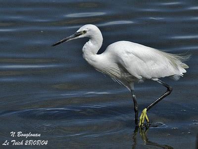 Little Egret Breeding Plumage