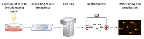 Measuring DNA Damage Using the Alkaline Comet Assay in Cultured Cells ...