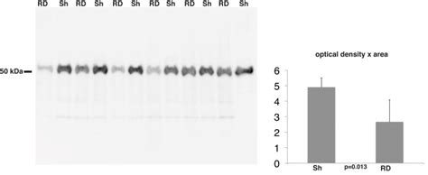 Western blot analysis of rabbit retinas developed with anti-ATP ...