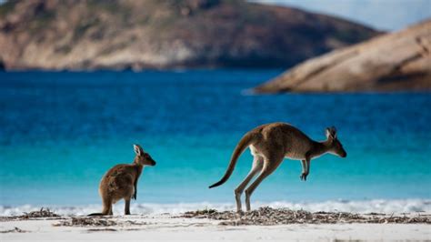 Best beaches in Australia for wildlife | escape.com.au