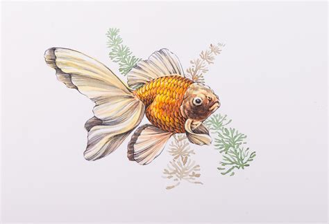 Goldfish - Watercolor | Goldfish watercolor, Gold fish painting, Goldfish