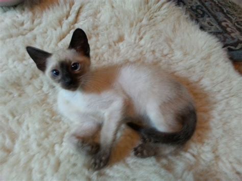 Bengal x Siamese kitten | Wigan, Greater Manchester | Pets4Homes ...