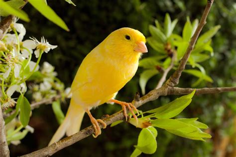 Gorgeous Yellow Canary Available Now at thefinchfarm.com