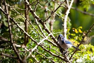 Blue Jay | San Francisco Botanical Garden | Tom Thai | Flickr