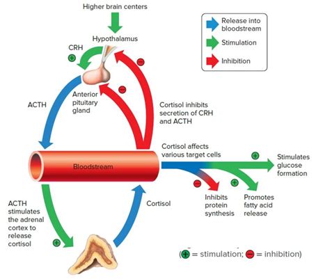 Hormones released by adrenal gland - lioshared