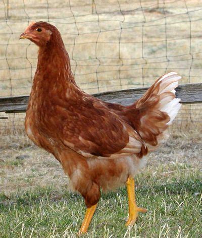 Red Star Chicken. One of the breeds I'd like to have. | Chickens backyard, Chickens, Pet chickens