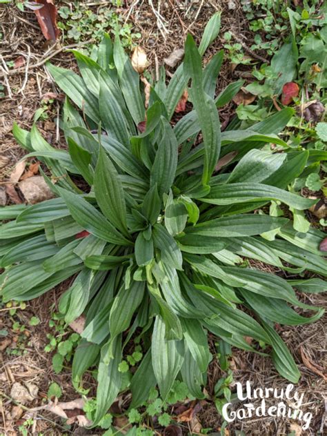 Foraging Plantain Leaf & Uses - Unruly Gardening