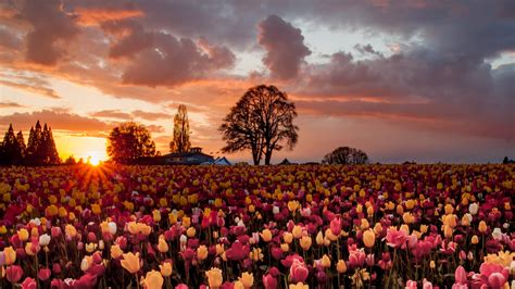 Download Yellow Flower Pink Flower Silhouette Tree Sunset Field Flower Nature Tulip HD Wallpaper