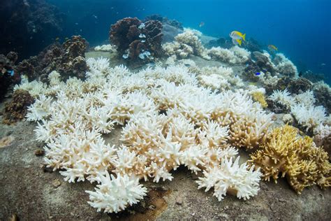 Coral Bleaching Reaches Record Levels, Reefs in Danger - Condé Nast ...