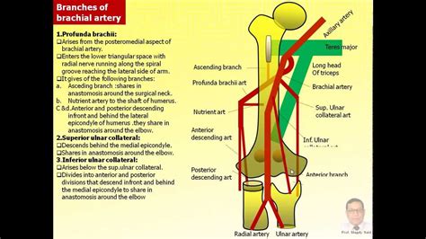 Magdy Said,Anatomy series,Upper limb,13- brachial artery and cubital fossa.amproj.avi,v1 - YouTube