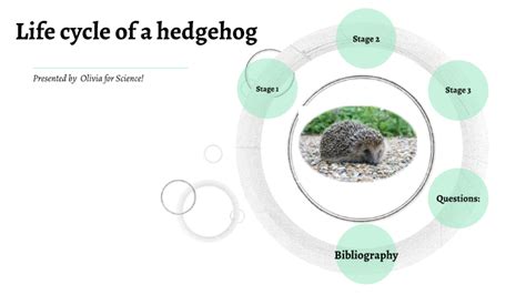 hedgehog life cycle by Olivia Tod on Prezi