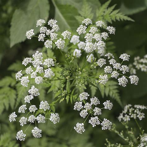 Hemlock sends Texan to ER. What to know about the toxic plant.