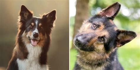 German Shepherd Border Collie Mix: Breed Info & Care Guide