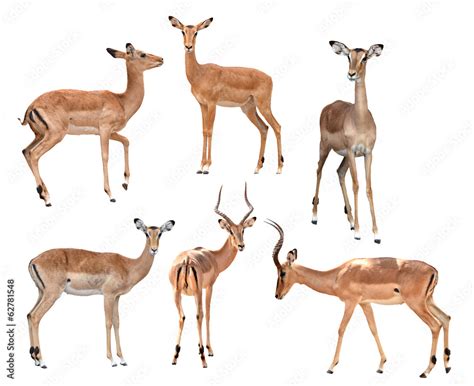 impala isolated collection Stock Photo | Adobe Stock