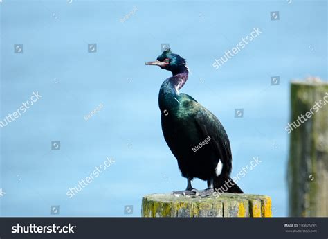 844 Pelagic cormorant Images, Stock Photos & Vectors | Shutterstock