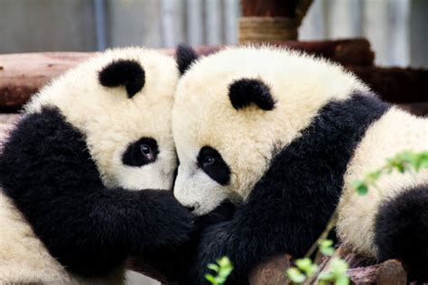 760+ Pandas Hugging Stock Photos, Pictures & Royalty-Free Images - iStock