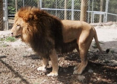 Barbary Lion Facts, Habitat, Last Sightings, Pictures and Diet