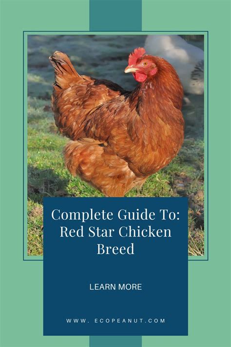 Red Star Chicken Breed Guide: All You Need To Know | Chicken breeds ...