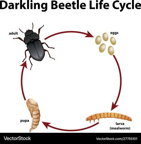 Stag Beetle Life Cycle