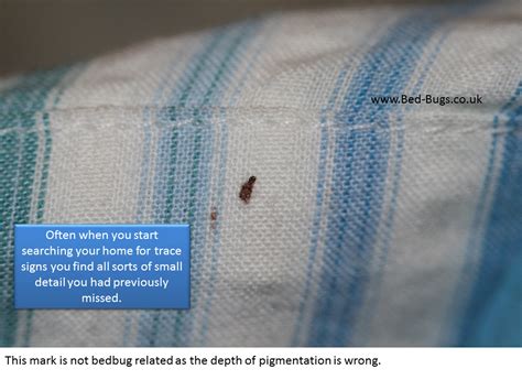 Signs of Bed Bugs | How to know if you have bed bugs.