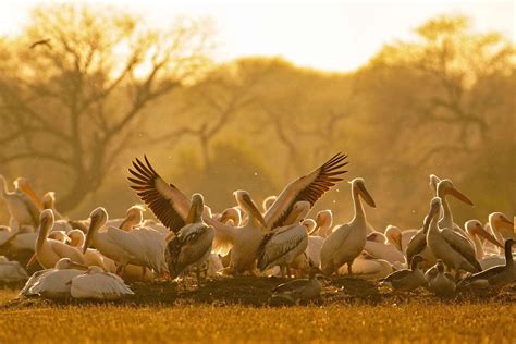 A Virtual Tour Of Bharatpur Bird Sanctuary | Nature inFocus