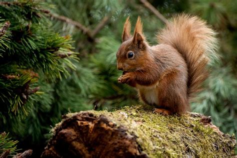 10 of the most endangered animal species in Britain - Countryfile.com