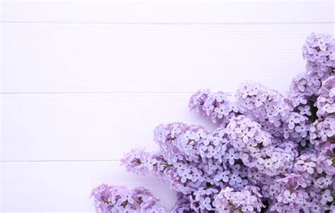 Purple Lilac Wallpapers - Wallpaper Cave