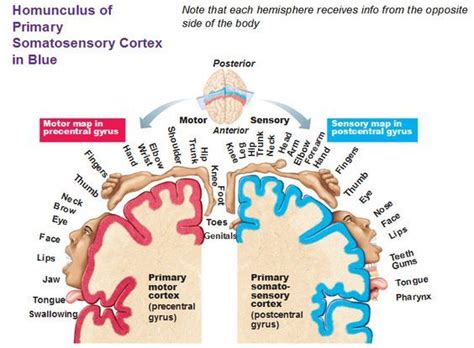 homunculus of primary somatosensory cortex in blue Córtex Cerebral, Cerebral Cortex, Science ...