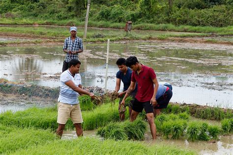 Two native paddy varieties come alive in Sulivara farm - Petrichorstore