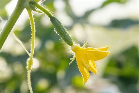 The 6 Stages of Cucumber Plant Growth