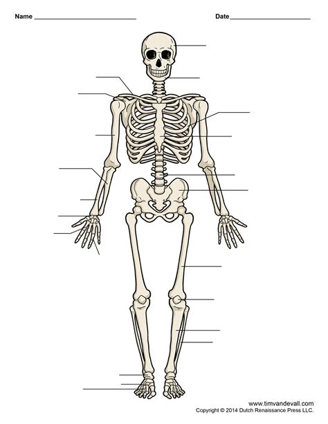Unlabeled Diagram Of Skeleton