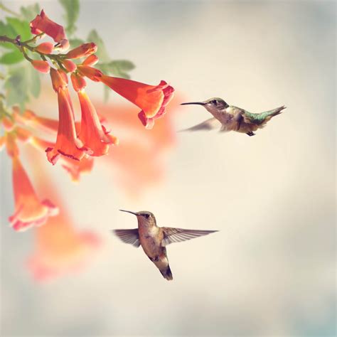 Hummingbird Vines: What Type of Vines Attract Hummingbirds? - Wild Bird ...