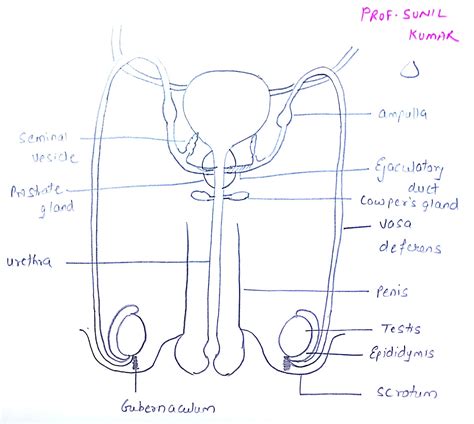 Male Reproductive System Diagram Se 10