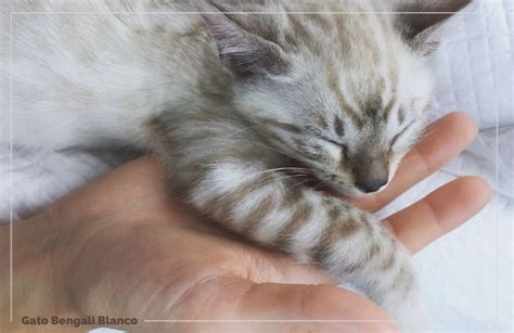 Gato Bengalí Blanco, el mini leopardo de las nieves | FeelCats